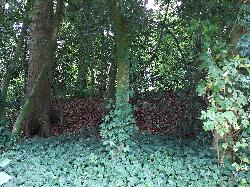 Tapton  Motte